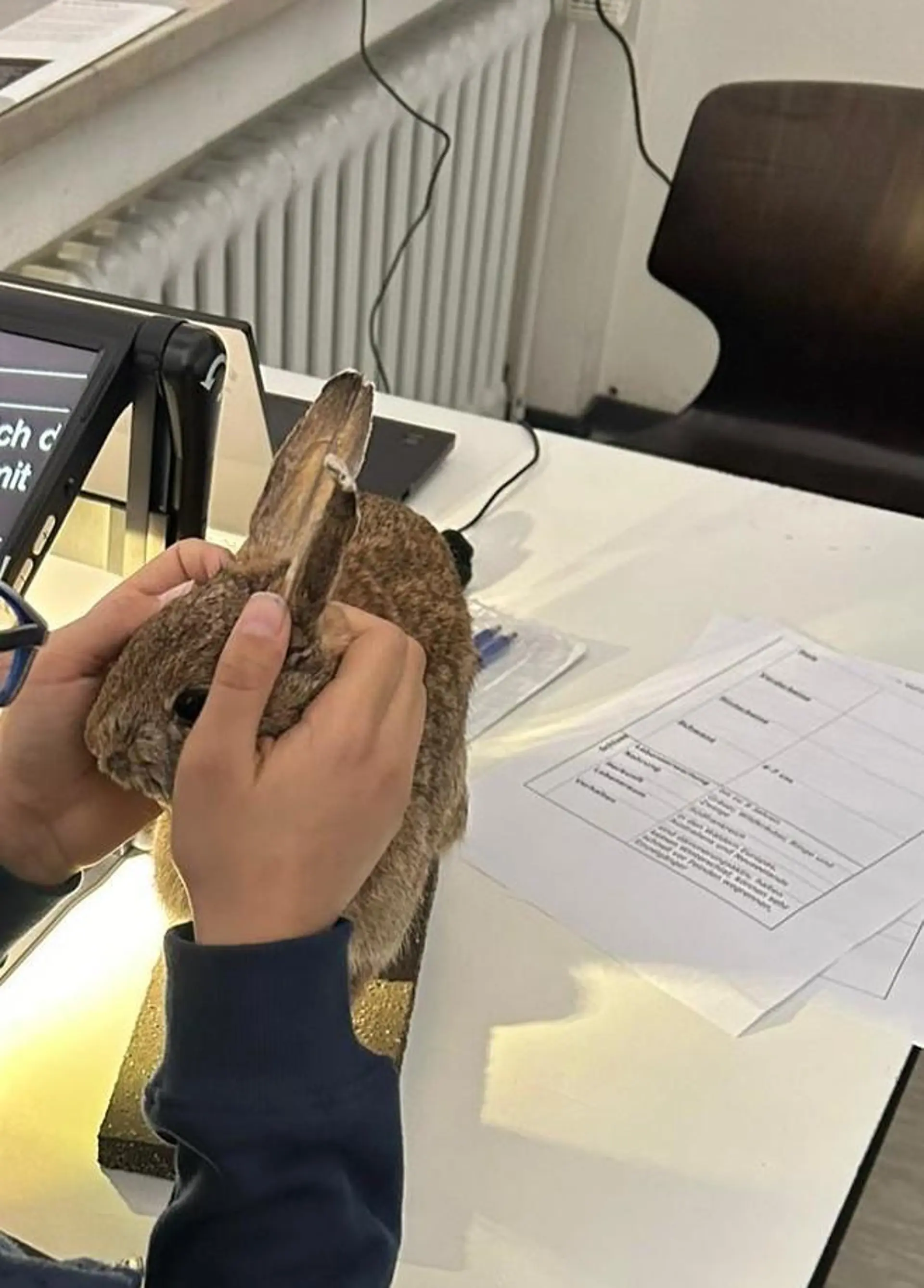 Kind ertastet Hasen im Gemeinsamen Lernen durch taktiles Material