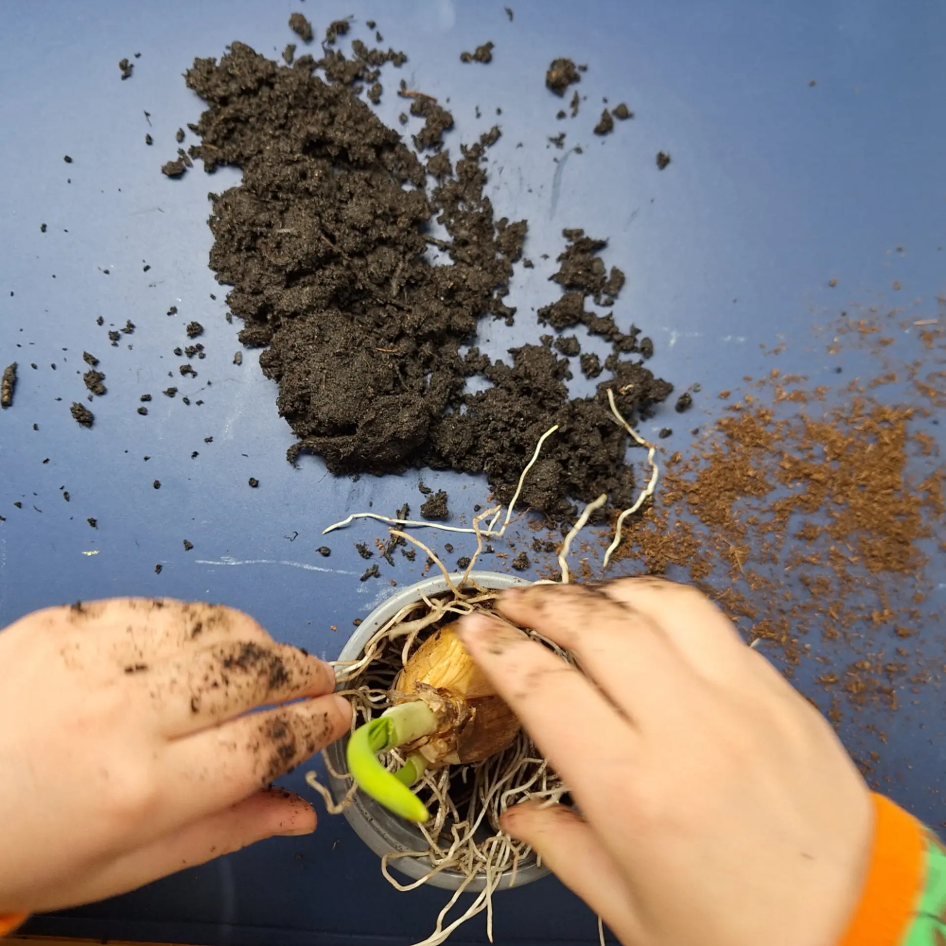 Vorschulkind ertastet einen Frühblüher